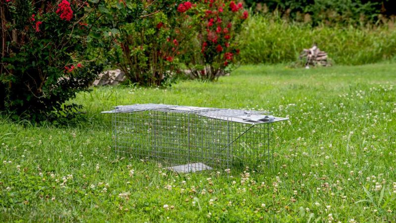 Will Mothballs Keep Groundhogs Away?