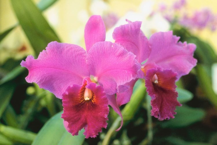 The Enigmatic Beauty of Kattleya Orchids: A Symphony of Elegance and Grace